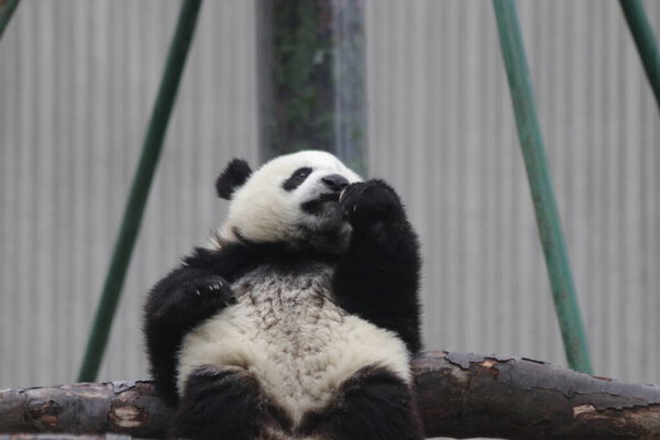 Cute Little Panda relaxing in the yard, Wolong panda base, China