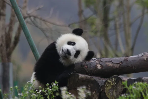 Niedlicher Kleiner Panda Auf Dem Baum Herbstzeit Wolong Giant Panda — Stockfoto