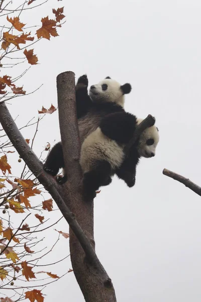 中国神州神州卧龙大熊猫自然保护区秋季季节树上快乐的小熊猫 — 图库照片