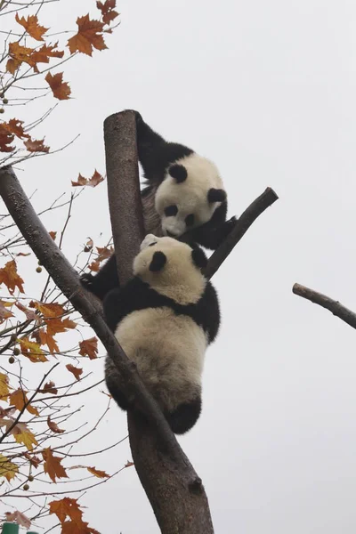 Játékos Kis Panda Fán Őszi Szezon Wolong Giant Panda Természetvédelmi — Stock Fotó