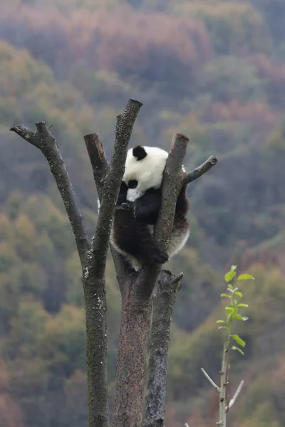 中国神寿平卧龙大熊猫自然保护区秋季季节树上的睡梦中小熊猫 — 图库照片