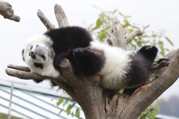 Alvó Kis Panda Fán Őszi Szezon Wolong Giant Panda Természetvédelmi — Stock Fotó