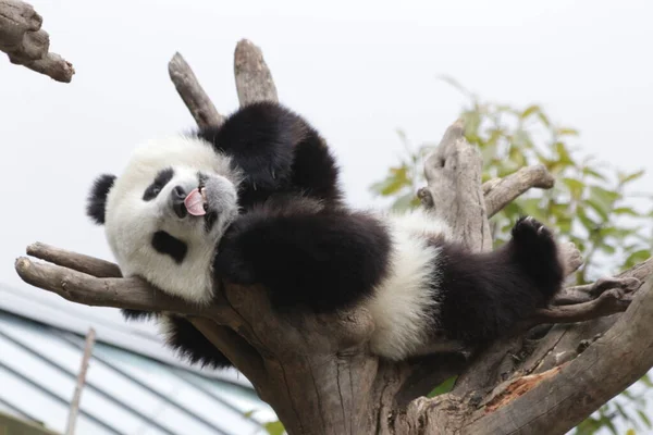 Panda Pequena Bonito Árvore Alta Wolong Panda Gigante Reserva Natural — Fotografia de Stock