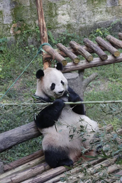 关闭大熊猫吃竹叶 图库图片