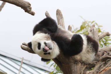 Yüce Ağaçtaki Şirin Küçük Panda, Kurt Dev Panda Doğa Koruma Alanı, Shenshuping, Çin