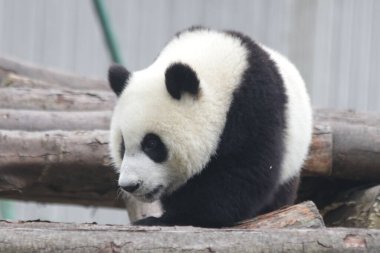 Küçük Panda Yeşil Yard 'ı, Wolong Panda Üssünü, Çin' i keşfediyor.