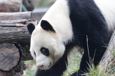 Panda yeşil bahçede yürüyor.