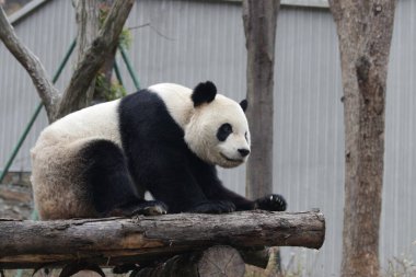 Yetişkin panda ahşap yatakta dinleniyor, Wolong Dev Panda Doğa Koruma Alanı, Shenshuping, Çin