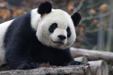 Güz mevsiminde Uyuyan Panda, Wolong Dev Panda Doğa Koruma Alanı, Shenshuping, Çin