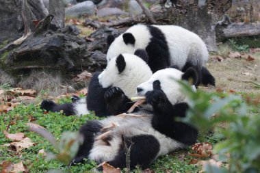 Yeşil bahçede küçük pandalar, Chengdu Panda Üssü, Çin