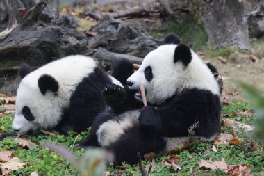 Yeşil bahçede küçük pandalar, Chengdu Panda Üssü, Çin
