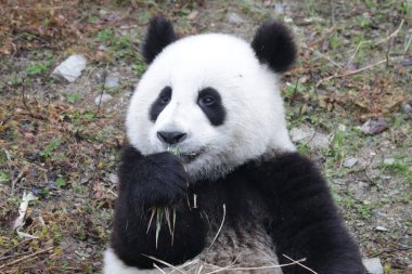 Küçük Panda bambu yemeyi öğreniyor, Wolong Panda Üssü, Çin