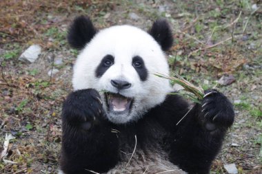 Küçük Panda bambu yemeyi öğreniyor, Wolong Panda Üssü, Çin