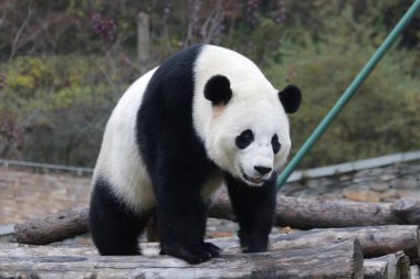 Bahçedeki panda, Wolong Dev Panda Doğa Koruma Alanı, Shenshuping, Çin