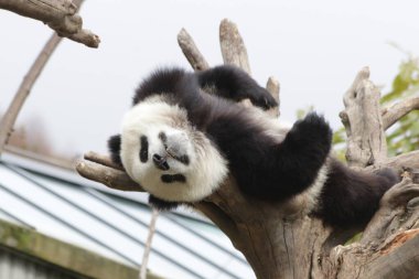 Küçük Panda 'nın Komik Pozu, Kurt Dev Panda Doğa Koruma Alanı, Shenshuping, Çin