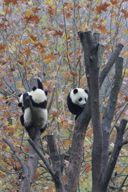 Little pandas on the Tree , surrounded with yellow leaves in Fall, Wolong Giant Panda Nature Reserve, Shenshuping, China clipart