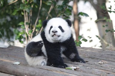 Funny Pose of Little Panda, Wolong Giant Panda Nature Reserve, Shenshuping, China clipart