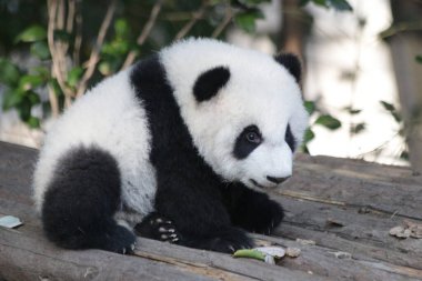 Chengdu Panda Üssü, Çin 'deki Küçük Bebek Panda