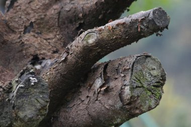 Eski ağaç kabuğunun yüzeyini kapatın, doku ve desen ayrıntıları