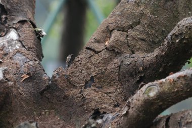 Eski ağaç kabuğunun yüzeyini kapatın, doku ve desen ayrıntıları