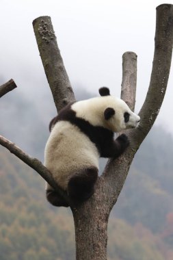 Kış Zamanı Yüksek Ağaçtaki Küçük Panda, Wolong Dev Panda Doğa Koruma Alanı, Shenshuping, Çin