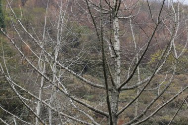 Dağın manzarası mevsim değiştiğinde, Kış zamanı geliyor Yapraklar dökülüyor ve sis bölgenin çoğunu kaplıyor, huzurlu ve huzurlu,.