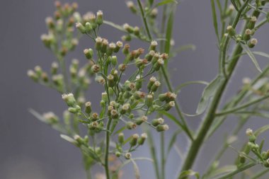 Küçük Mor Çiçekler, Küçük demir yosunu, Mor pire, Mor çiçekli pire, Vernonia Cinerea (L) daha az.. 