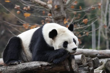Wolong Panda Üssündeki Komik Panda Pozu, Uyuyan Panda 'yı Kapat