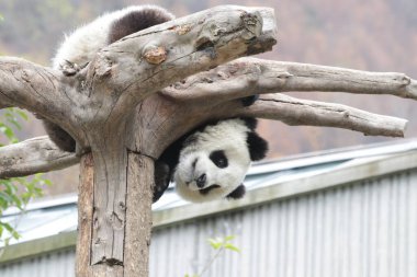 Küçük pofuduk Panda Yüksek Ağaçta Gevşiyor, Kurt Dev Panda Doğa Koruma Alanı, Shenshuping, Çin
