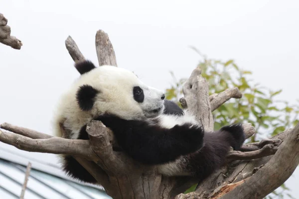 Niedlicher Kleiner Panda Auf Dem Hohen Baum Wolong Giant Panda — Stockfoto