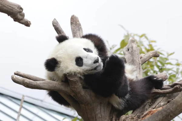 Niedlicher Kleiner Panda Auf Dem Hohen Baum Wolong Giant Panda — Stockfoto