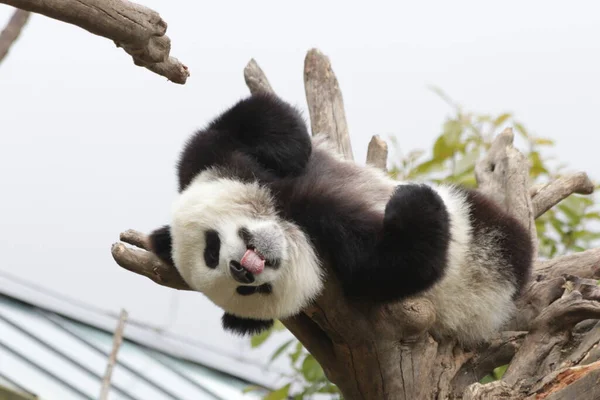 Söt Liten Panda High Tree Wolong Giant Panda Naturreservat Shenshuping — Stockfoto