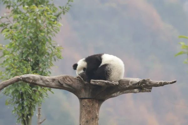 中国神寿平卧龙大熊猫自然保护区高树上可爱的小熊猫 — 图库照片