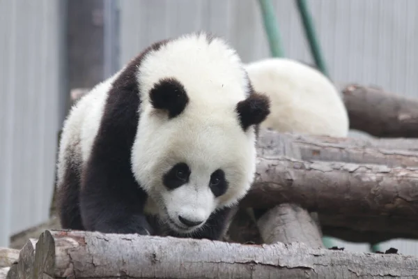 Malá Načechraná Panda Zkoumá Green Yard Wolong Panda Base Čína — Stock fotografie