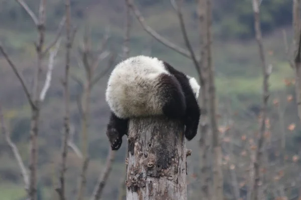 Schlafender Kleiner Panda Auf Dem Baum Herbstzeit Wolong Giant Panda — Stockfoto