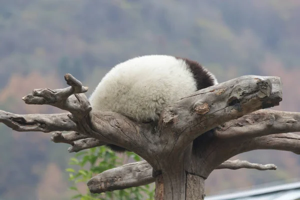 Sleeping Little Panda Tree Autumn Season Wolong Giant Panda Nature — Foto de Stock