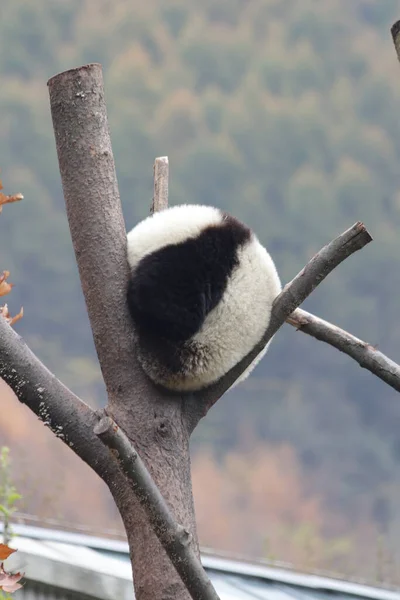 Sleeping Little Panda Tree Autumn Season Wolong Giant Panda Nature — Foto de Stock
