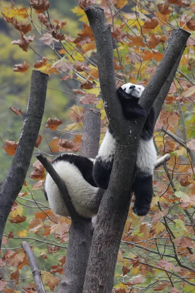 Lekfull Liten Panda Träd Höstsäsong Wolong Giant Panda Naturreservat Shenshuping — Stockfoto