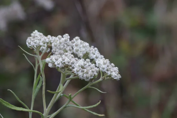 Acerca Primavera Florecen Flores Blancas Por Todo Parque — Foto de Stock