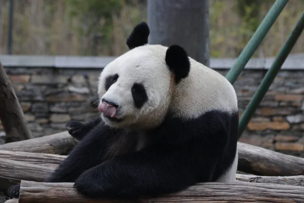 大人のパンダは 木製のベッドでリラックス 臥龍パンダ自然保護区 深セン — ストック写真