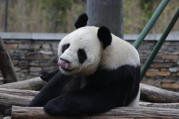 中国神州神州卧龙市大熊猫自然保护区的成年大熊猫在木床上休息 — 图库照片