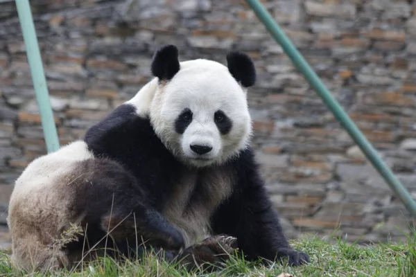 中国神州神州卧龙市大熊猫自然保护区的成年大熊猫在木床上休息 — 图库照片