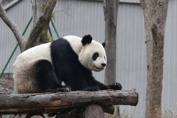 Panda Adulto Relajándose Cama Madera Wolong Giant Panda Nature Reserve — Foto de Stock
