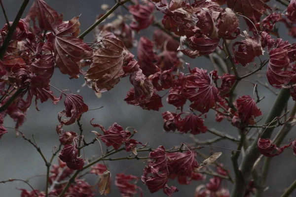 Kızıl Yapraklar Sonbaharda Mevsim Değişikliği — Stok fotoğraf
