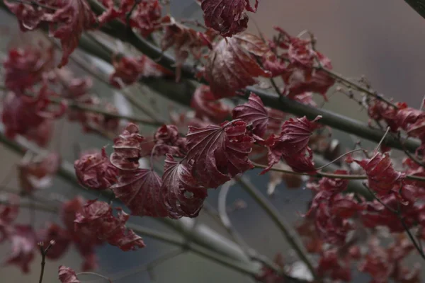 Red Leaves , Season Change in Autumn