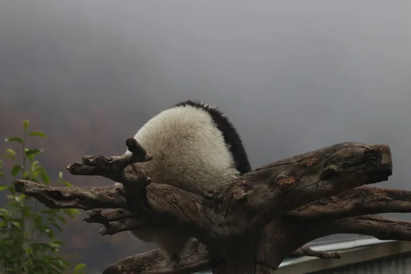 秋天的云雾中 高高的树上有一只小熊猫 — 图库照片