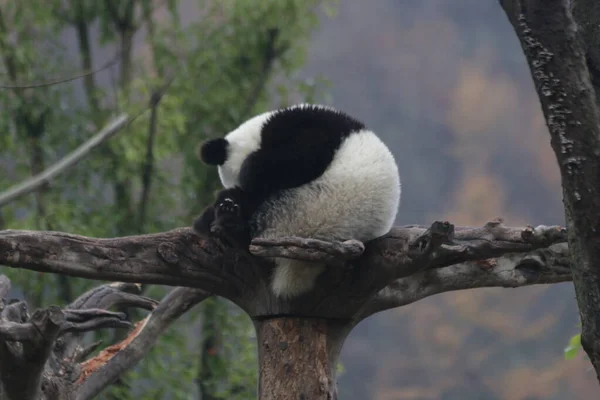 Kis Panda Magas Fán Ősszel Köd Között — Stock Fotó