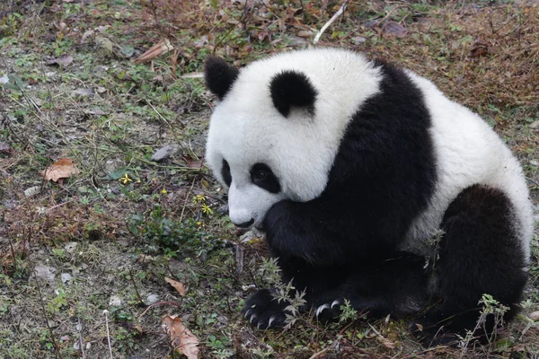 中国神州神州卧龙大熊猫自然保护区的可爱小熊猫 — 图库照片