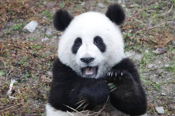 Симпатичная Маленькая Панда Заповеднике Гигантских Панд Волонг Шэньшупин Китай — стоковое фото