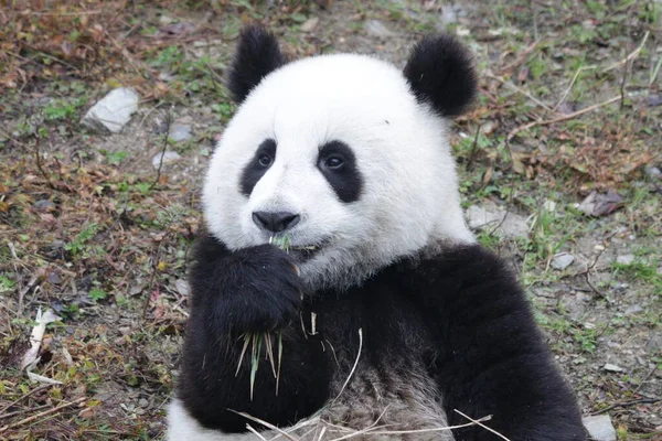 Malá Panda Učí Jíst Bambus Wolong Panda Base Čína — Stock fotografie